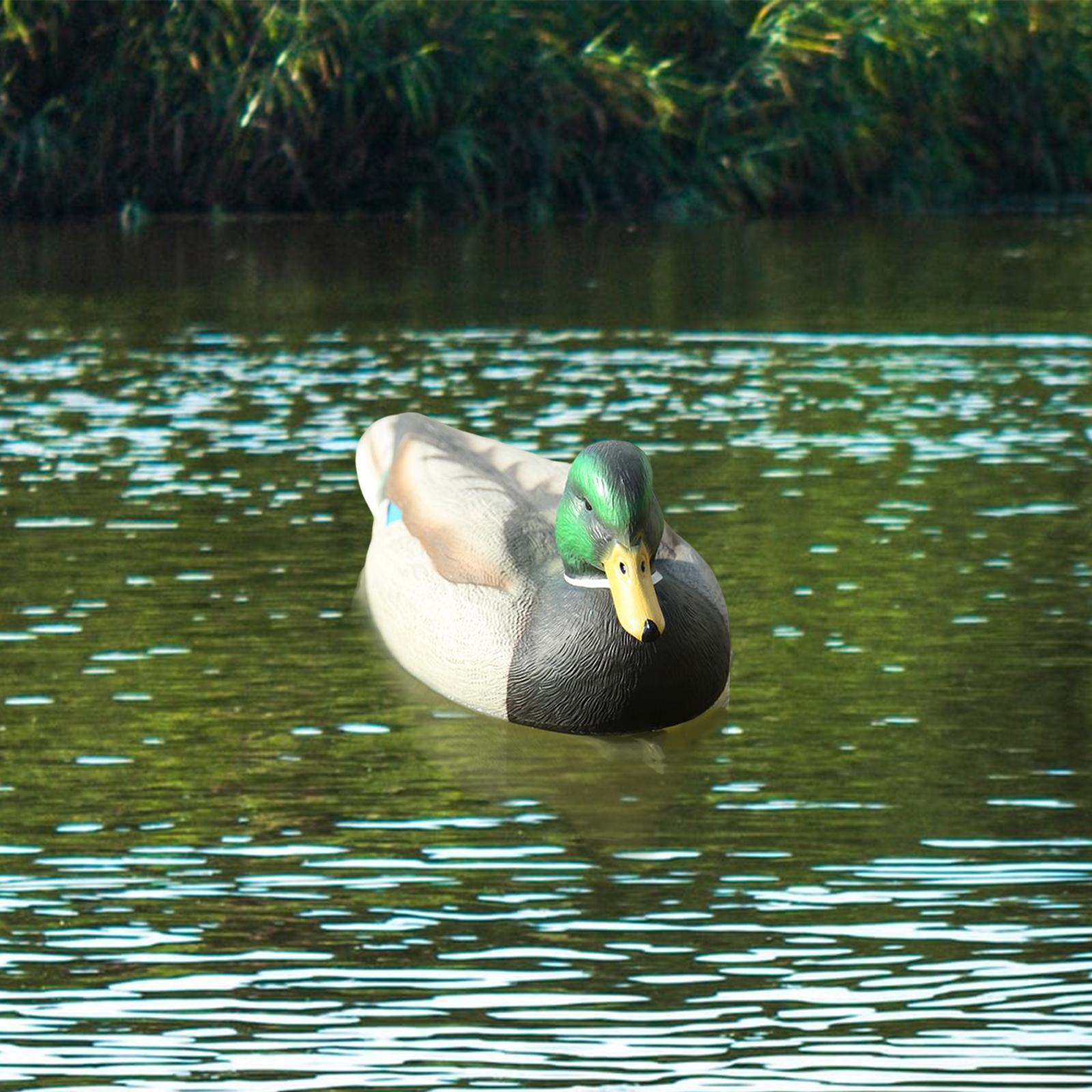 Realistic Floating Drake Decoy - Fishing review and price