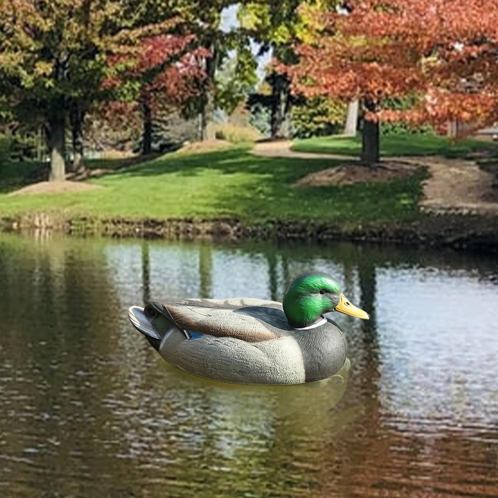 Realistic Floating Drake Decoy - Fishing review and price